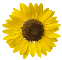 Sunflower icon for Giddy Haystack